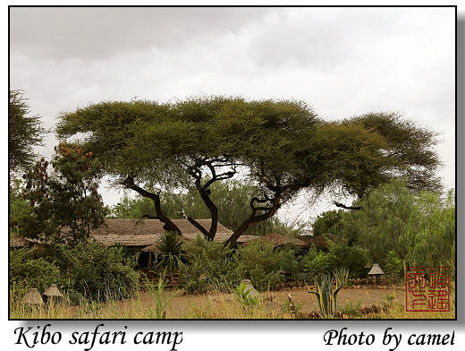 Kibo safari camp